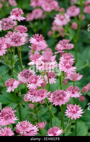 Astrantia Roma, Meisterwort Roma, zartrosa, kissenartige Blumen, umgeben von Rüschen-ähnlichen Deckblättern im Frühsommer Stockfoto