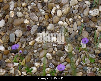 Paarweise lila Blüten auf Kiesbett, verstreute Kieselsteine und winzige Blätter erzeugen Muster, niedrige Perspektive, redaktionelles Flatlay-Potenzial, empfindliches B Stockfoto