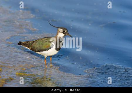 Northern Lapwing Vanellus vanellus, erwachsenes weibliches Wattieren, Suffolk, England, Mai Stockfoto