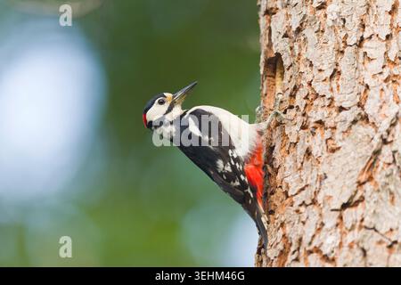 Großspecht Dendrocopos Major, erwachsener Mann, der am Nestloch sitzt, Suffolk, England, Mai Stockfoto