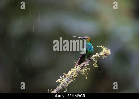 Violettfarbene Brillanten (Heliodoxa leadbeateri), die bei Regen auf einem moosbedeckten Zweig im Nebelwald in Sumaco, Ecuador thront. Stockfoto