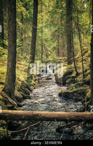 Nuuksio, Finnland 04.05.2024 Ein ruhiger Blick auf einen kleinen, fließenden Bach, der sich durch einen dichten, grünen Wald im Nuuksio-Nationalpark schlängelt. Die Scen Stockfoto