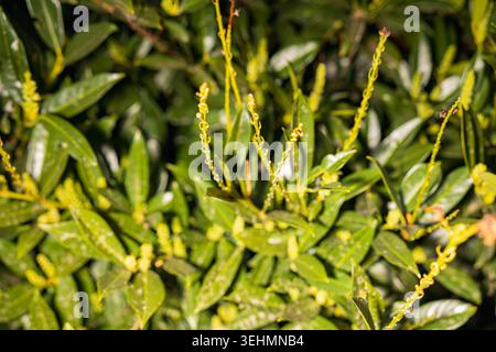Aufstrebende Blütenknospen von Kirschlaurel Prunus laurocerasus Sträucher im Frühlingsgarten am sonnigen Aprilmorgen Nahaufnahme von Glossy Green Leaves und New Growth Stockfoto