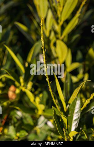 Aufstrebende Blütenknospen von Kirschlaurel Prunus laurocerasus Sträucher im Frühlingsgarten am sonnigen Aprilmorgen Nahaufnahme von Glossy Green Leaves und New Growth Stockfoto