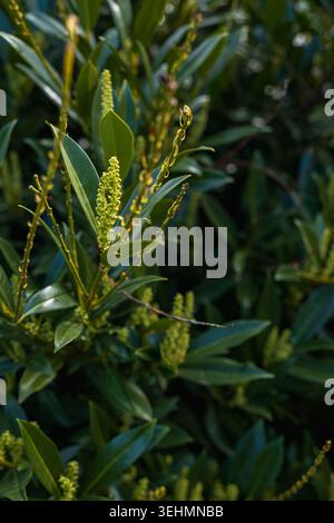 Aufstrebende Blütenknospen von Kirschlaurel Prunus laurocerasus Sträucher im Frühlingsgarten am sonnigen Aprilmorgen Nahaufnahme von Glossy Green Leaves und New Growth Stockfoto