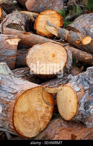 Nahaufnahme von geschnittenen Kiefernstämmen, die auf einem Stapel gestapelt sind, mit Baumringen, rauer Rinde und warmer Holzstruktur. Naturholzhintergrund für Forstwirtschaft und Lu Stockfoto