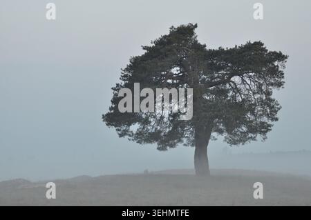 Ein majestätischer Baum steht allein auf einem Hügel, umgeben von tief hängendem Nebel am frühen Morgen. Das sanfte Licht verstärkt die Ruhe dieses ruhigen nat Stockfoto
