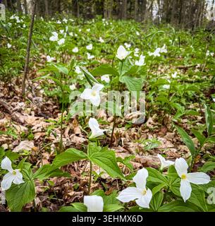 Einheimische Trillium-Wildblumen fotografiert in einem bewaldeten Gebiet von Ontario, Kanada. Stockfoto