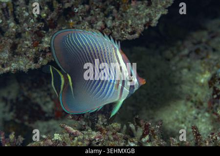 Aus nächster Nähe sehen Sie einen tropischen Rifffisch, der bei einem Thila-Tauchgang in der Nähe von Korallen schwimmt, mit lebendigen Streifen, mariner Artenvielfalt und klarem Meer Stockfoto
