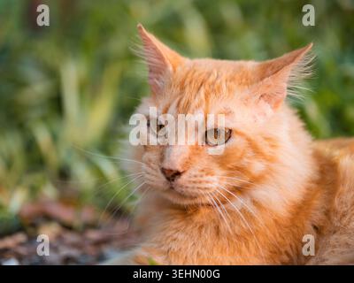 Goldene Katze ruht draußen, die Augen sind wachsam und ruhig. Weiches Fell leuchtet im warmen Sonnenlicht, die Barthaare zucken sanft. Hintergrund verschwommen mit grünem Laub, erdig Stockfoto