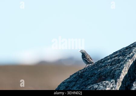 Svalbard und Jan Mayen - 15. Juli 2025: Blick auf einen kleinen Vogel auf einem dunklen Felsen mit der arktischen Tundra und einem blassblauen Himmel im Hintergrund. Stockfoto