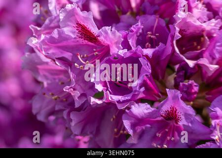 Leuchtend violette Azaleblüten blühen sanft. Zarte Blütenblätter krümmen sich sanft um leuchtende rote Staubblätter. Die Nahansicht hebt natürliche Texturen hervor und Stockfoto
