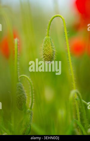 Nahaufnahme einer geschlossenen Mohnknospe, Papaver Rhoeas auf einem geschwungenen Stiel, mit weichem grünem Bokeh und verschwommenen roten Blüten auf einer Sommerwiese, vertikal. Stockfoto