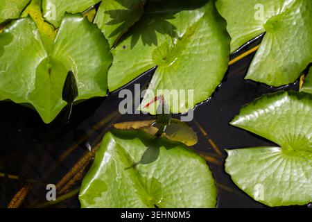 Aus nächster Nähe sehen Sie hellgrüne Seerosen und ungeöffnete Knospen, die auf einem ruhigen Teich schwimmen, mit dunklen Wasserspiegeln und einem friedlichen natürlichen Feuchtgebiet Stockfoto