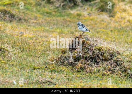Svalbard, Svalbard und Jan Mayen - 05. Juli 2025: Blick auf einen kleinen Vogel auf einem moosigen Hügel in der Tundra-Landschaft von Varsolbukta. Stockfoto