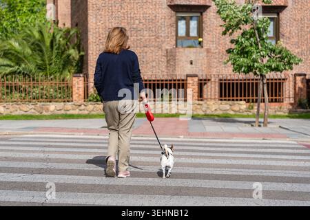 Frau, die mit einem kleinen Hund unterwegs ist und durch einen Zebraübergang auf der Stadtstraße geht. Stockfoto