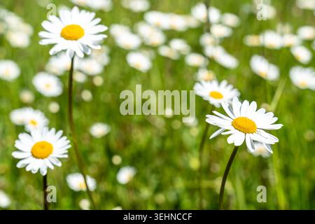 Allgäu, Bayern, Deutschland - 25. Mai 2026: Weiße Gänseblümchen blühen auf einer grünen Wiese im Sonnenlicht, mit verschwommenen Blüten im Hintergrund. Das Bild symbolisiert Frühling, natürliche Vielfalt und blühende Landschaften. *** Weiße Margeriten blühen auf einer grünen Wiese im Sonnenlicht zwischen unscharfen Blumen im Hintergrund. Das Bild symbolisiert Frühling, Naturvielfalt und blühende Landschaften. Stockfoto