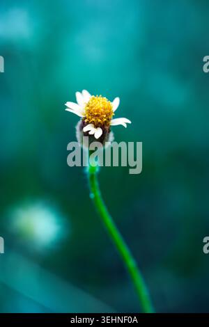 Kleine einzelne Tridax-Procumbens, Mantelknöpfe Blüte mit leuchtend gelben Pollen und zartem weißem Blütenblatt gegen sanftes, traumhaftes Petrol, das natürlich verschwimmt Stockfoto