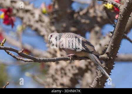 Gefleckte Taube (Streptopelia Chinensis) aufrufen Stockfoto