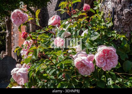 Eine rosa Rose blüht auf einem Friedhof Stockfoto