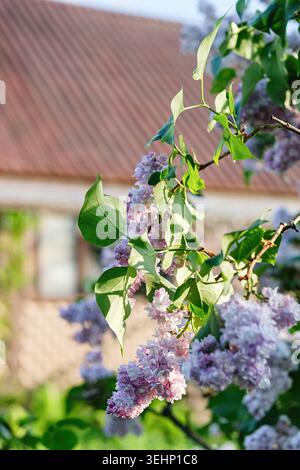 Nahaufnahme einer wunderschönen Fliederblume, die in der Nähe eines rustikalen Hauses im Frühlingssonnenlicht blüht. Grüne Blätter, lebendiger Garten, ländliche Atmosphäre, ruhige Natur B Stockfoto
