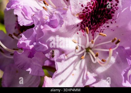 Extrem Nahaufnahme von violetten Blütenblättern und Staubblättern mit feinen Details Stockfoto