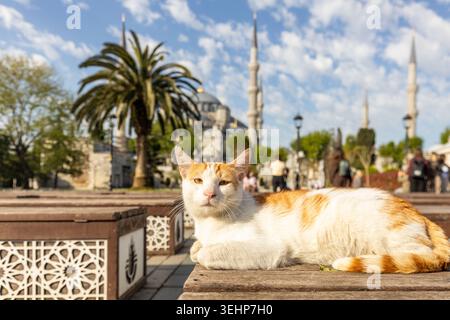 Streunender Ingwer und weiße Katze auf einer Holzbank mit der Blauen Moschee und einer Palme im Hintergrund in Istanbul, Türkei. Berühmte türkische Straße c Stockfoto