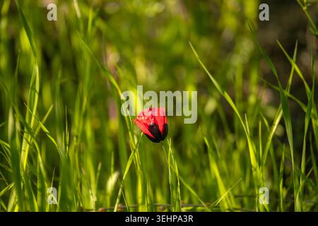 Einzelne rote Mohnblume zwischen hohem grünem Gras Stockfoto
