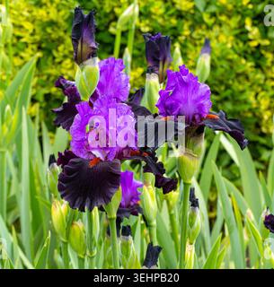 Lila und schwarze Irisblumen blühen in einem üppig grünen Frühlingsgarten Stockfoto