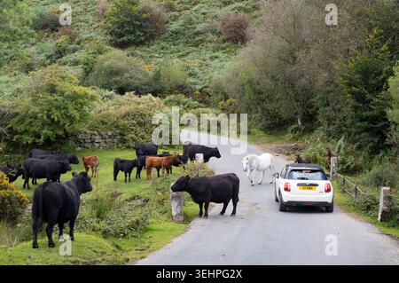 Ein kleines Auto fährt langsam vorbei an Dartmoor Stute und Fohlen, die die Straße von einheimischen Rindern im Dartmoor National Park, Devon, UK überqueren Stockfoto