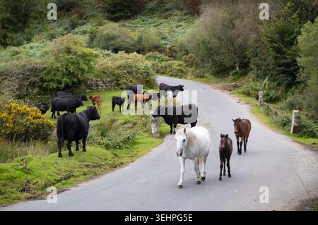 Dartmoor Stute und Fohlen neben einheimischen Rindern im Dartmoor National Park, North Devon, England Stockfoto