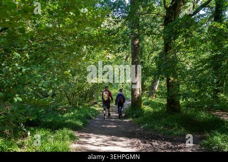 Man könnte entlang des River Barle auf dem Waldweg im Exmoor National Park, Dulverton, Somerset, Großbritannien spazieren gehen Stockfoto