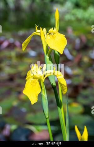 Gelbe Flagge Iris - Iris pseudacorus - krautige mehrjährige blühende Pflanze in den Cotswolds, Großbritannien Stockfoto