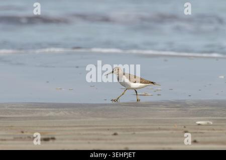 Sandpiper auf der Suche am Saaral-Strand in der Nähe von Alibag in Maharashtra Stockfoto