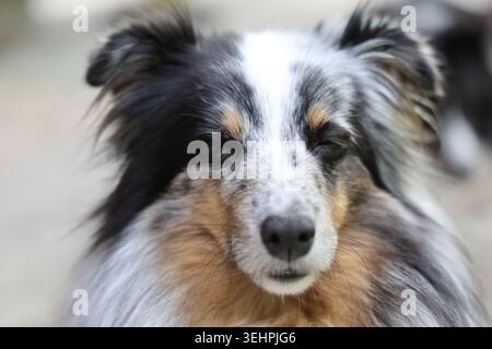 Nahaufnahme eines Trikolore Shetland Sheepdog im Freien an einem sonnigen Sommertag. Wunderschönes langes Fell, aufmerksamer Ausdruck. Stockfoto