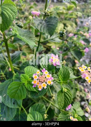 Nahaufnahme von blühenden Lantana Camara Blumen Hintergrund. Wunderschöne rosafarbene und gelbe tropische Wildblume, organische grüne Blätter Textur. Stockfoto