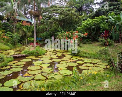 Wunderschöne tropische rote Pagode Blume Clerodendrum paniculatum und Victoria amazonica im Natura Park in Amzonia, Kolumbien, Südamerika Stockfoto