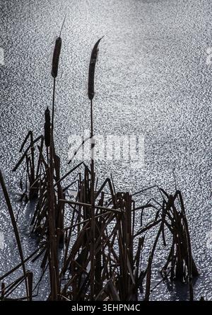 Bullrushes trotzen der Winterkälte und werfen Samen über einen gefrorenen See, ohne der Jahreszeit zu trotzen. Stockfoto