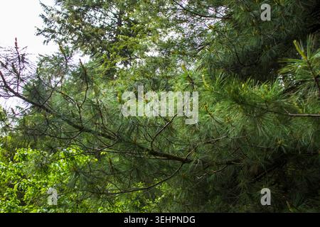 Tannenzweige mit neuen Baumkegeln im Walddach Stockfoto