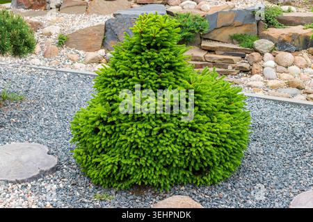 Zwergstrauch Alberta Spruce Conifer Sträucher im Xeriscape Rock Garden Stockfoto