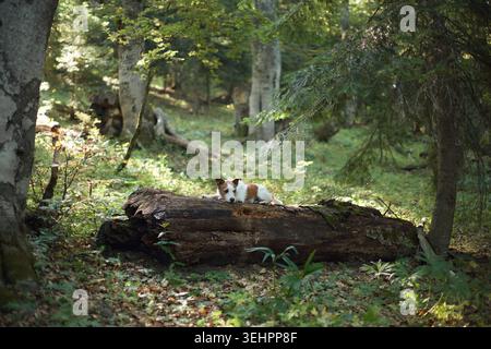 Ein Jack Russell Terrier liegt ruhig auf einem Waldstamm, umgeben von Sonnenlicht und dichtem Grün. Die Szene fühlt sich ruhig und natürlich an. Stockfoto