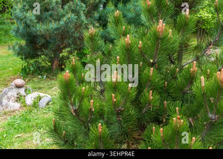 Zwergkiefernbusch mit Frühlingskerzen und Gartenteich Stockfoto