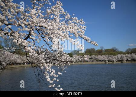 Ein malerischer Blick auf die blühenden weißen Kirschblüten (Sakura) entlang des Tidal Basin an einem hellen, sonnigen Tag. Stockfoto