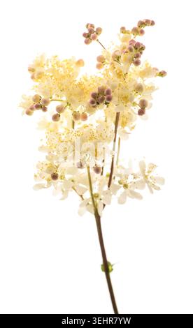 Nahaufnahme von Filipendula-Blüten mit grünen Blättern, auch bekannt als Tropfkraut, eine zarte Wildblume, die häufig auf europäischen Wiesen zu finden ist und ideal für botani ist Stockfoto