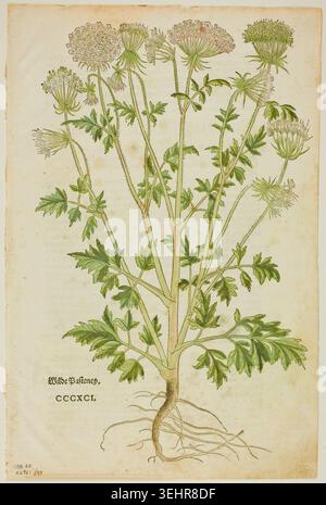 Wilde Pastinacka von Heinrich Füllmaurer, 1543, botanische Illustration aus dem Neuen Kreuterbuch mit wilder Pastinakenpflanze mit detailliertem Wurzelsystem und blühenden Dolden Stockfoto