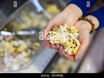 Eine Handvoll nahrhafter knochenförmiger Hundesnacks in weiblichen Händen Stockfoto