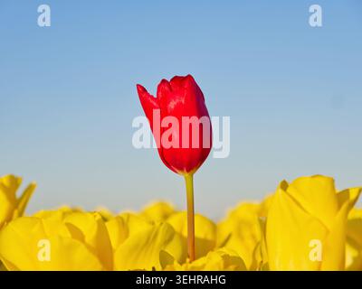 Einzelne rote Tulpenblüte, die sich in einem Feld von hellgelben Tulpenblüten hervorhebt Stockfoto