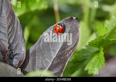 Grüner, Charmanter Schreck, Nord-London Stockfoto