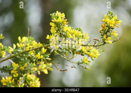 Grüner, Charmanter Schreck, Nord-London Stockfoto