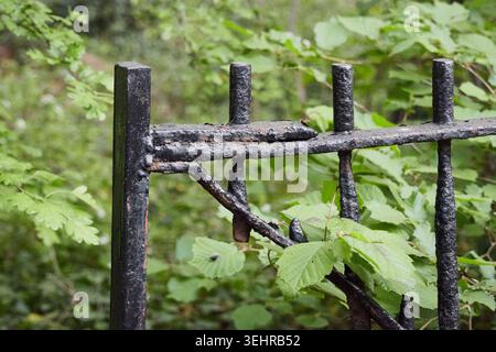 Alter Metallzaun im Wald, Nord-London Stockfoto